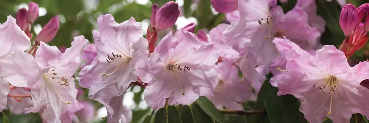 Close-Up Of Rhododendron Flowers In Bloom II