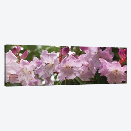 Close-Up Of Rhododendron Flowers In Bloom II Canvas Print #PIM14528} by Panoramic Images Canvas Art