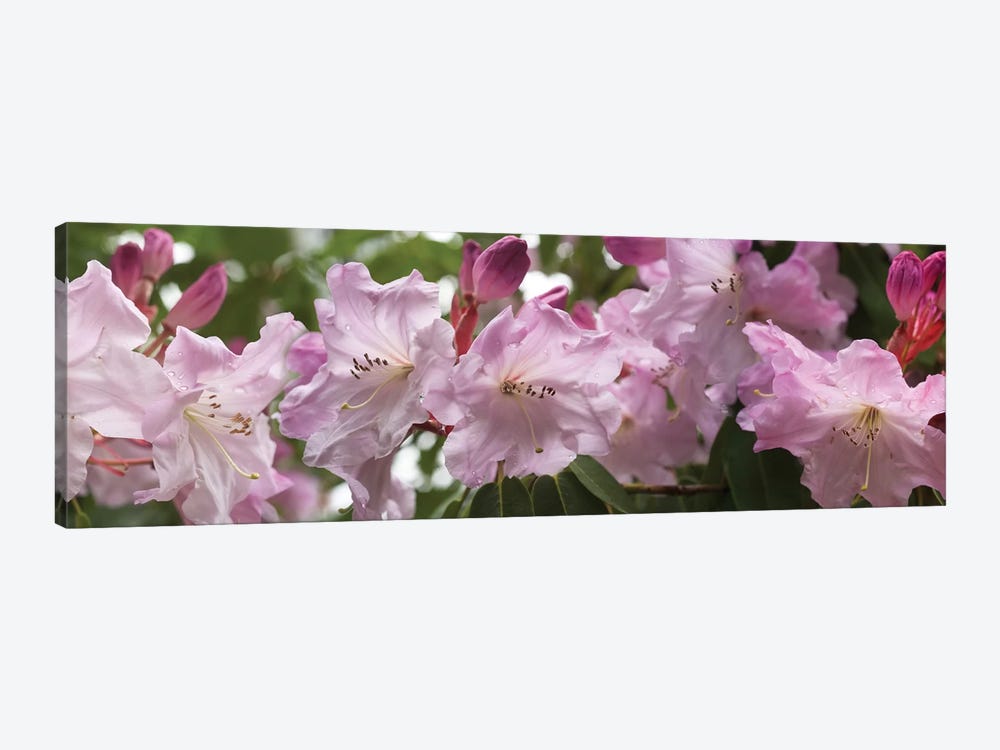 Close-Up Of Rhododendron Flowers In Bloom II by Panoramic Images 1-piece Canvas Artwork