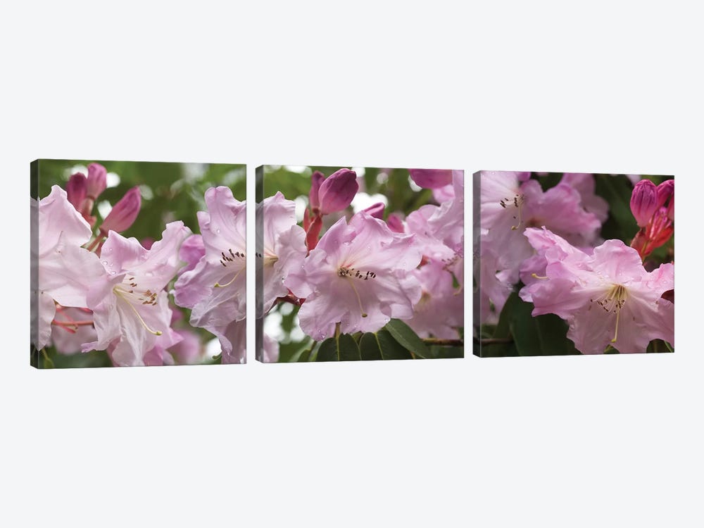 Close-Up Of Rhododendron Flowers In Bloom II by Panoramic Images 3-piece Canvas Art