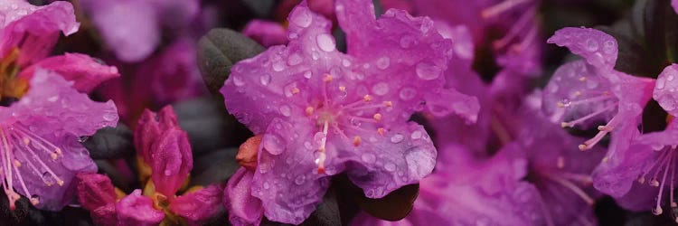 Close-Up Of Rhododendron Flowers In Bloom III