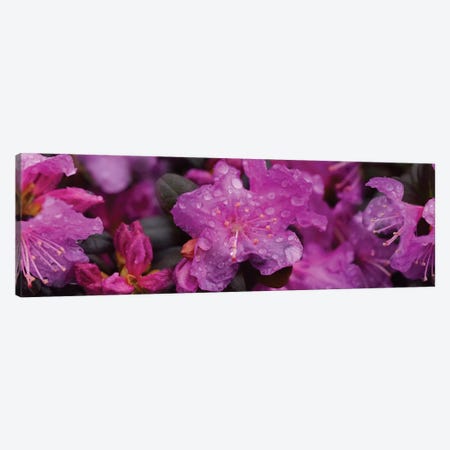Close-Up Of Rhododendron Flowers In Bloom III Canvas Print #PIM14529} by Panoramic Images Canvas Art