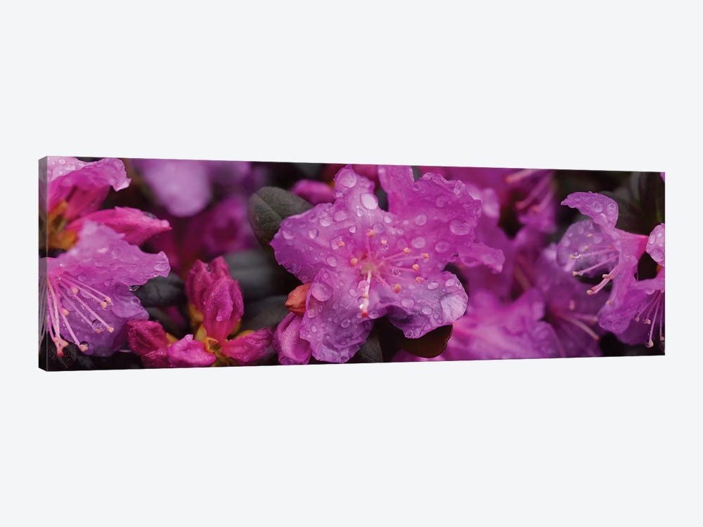 Close-Up Of Rhododendron Flowers In Bloom III by Panoramic Images 1-piece Canvas Print