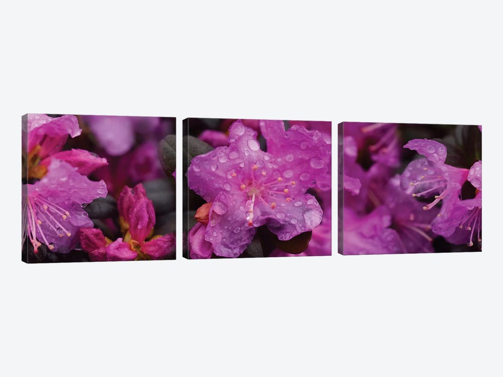 Close-Up Of Rhododendron Flowers In Bloom III by Panoramic Images 3-piece Canvas Print