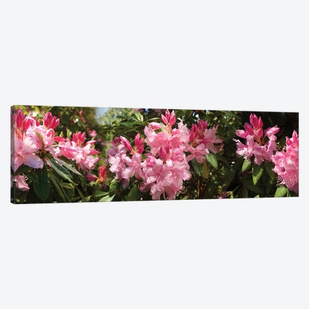Close-Up Of Rhododendron Flowers In Bloom IV Canvas Print #PIM14530} by Panoramic Images Art Print