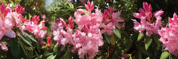 Close-Up Of Rhododendron Flowers In Bloom IV