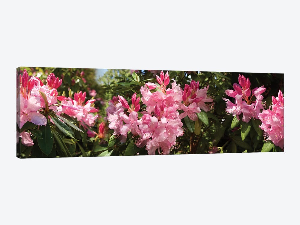 Close-Up Of Rhododendron Flowers In Bloom IV by Panoramic Images 1-piece Canvas Print
