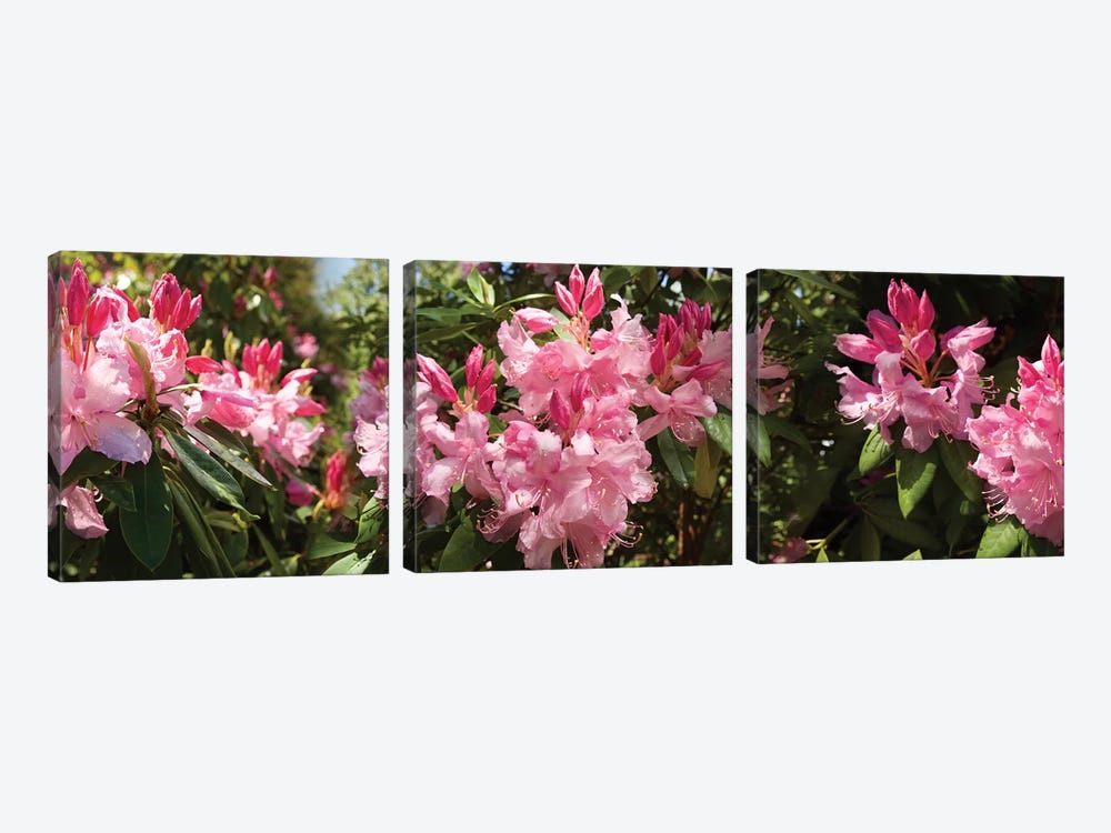 Close-Up Of Rhododendron Flowers In Bloom IV by Panoramic Images 3-piece Canvas Art Print