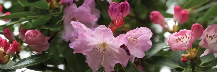 Close-Up Of Rhododendron Flowers In Bloom V