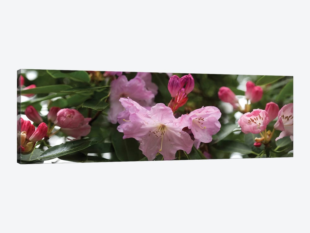 Close-Up Of Rhododendron Flowers In Bloom V by Panoramic Images 1-piece Canvas Art