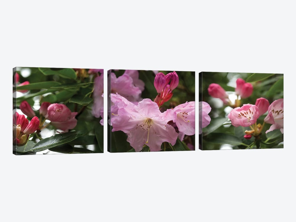 Close-Up Of Rhododendron Flowers In Bloom V by Panoramic Images 3-piece Canvas Wall Art