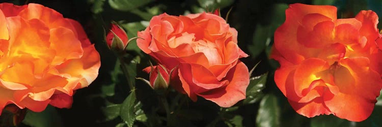 Close-Up Of Rose Flowers