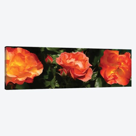 Close-Up Of Rose Flowers Canvas Print #PIM14532} by Panoramic Images Art Print