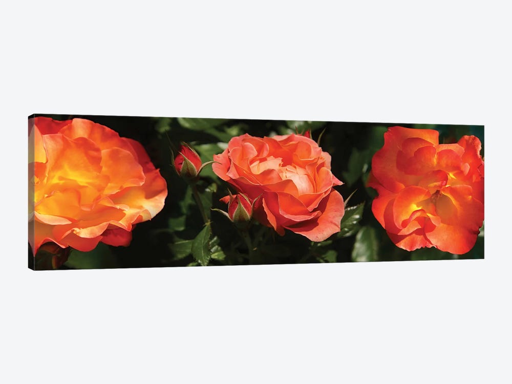 Close-Up Of Rose Flowers by Panoramic Images 1-piece Art Print
