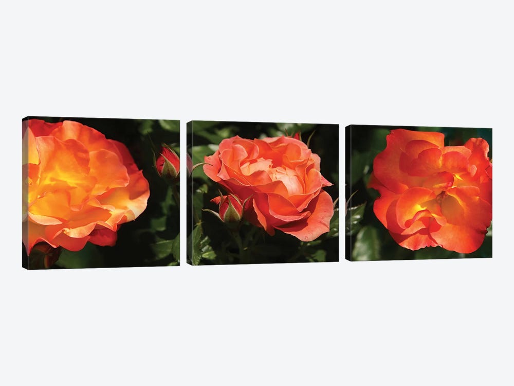 Close-Up Of Rose Flowers by Panoramic Images 3-piece Canvas Print