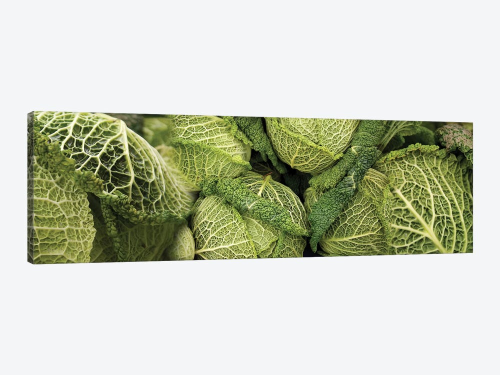 Close-Up Of Savoy Cabbages Growing On Plant by Panoramic Images 1-piece Canvas Print