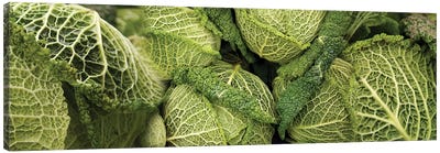 Close-Up Of Savoy Cabbages Growing On Plant Canvas Art Print - Still Life