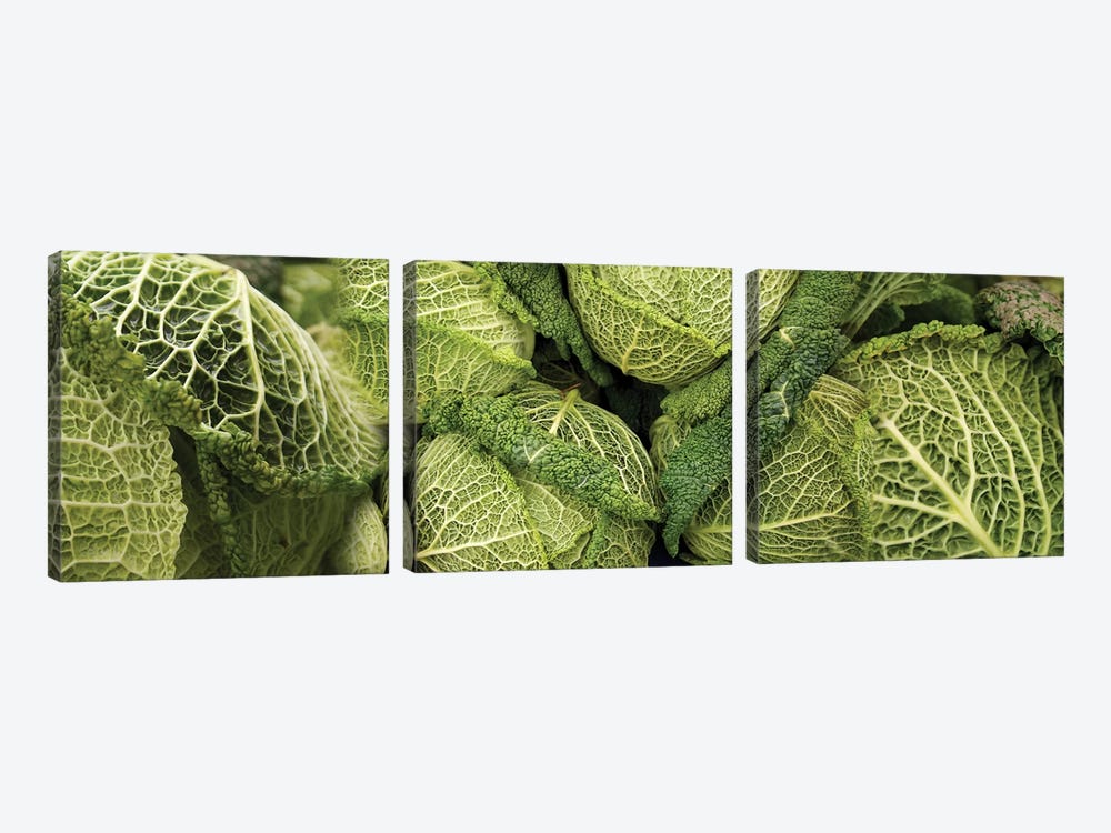 Close-Up Of Savoy Cabbages Growing On Plant by Panoramic Images 3-piece Art Print