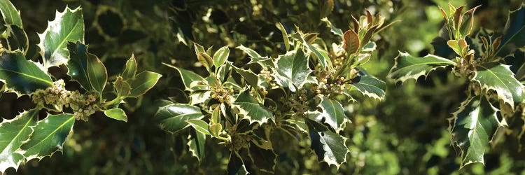 Close-Up Of Sharp Edge Of Holy Leaves