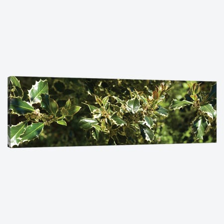 Close-Up Of Sharp Edge Of Holy Leaves Canvas Print #PIM14535} by Panoramic Images Canvas Artwork
