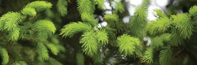 Close-Up Of Spring Conifers Plants by Panoramic Images framed canvas print