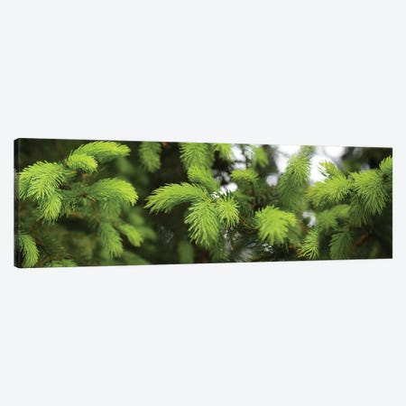 Close-Up Of Spring Conifers Plants Canvas Print #PIM14536} by Panoramic Images Canvas Wall Art
