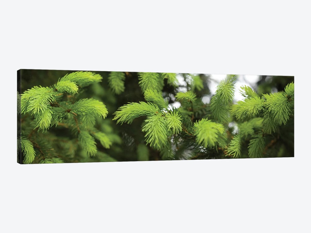 Close-Up Of Spring Conifers Plants by Panoramic Images 1-piece Canvas Print