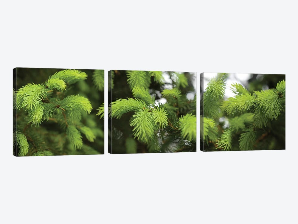 Close-Up Of Spring Conifers Plants by Panoramic Images 3-piece Art Print