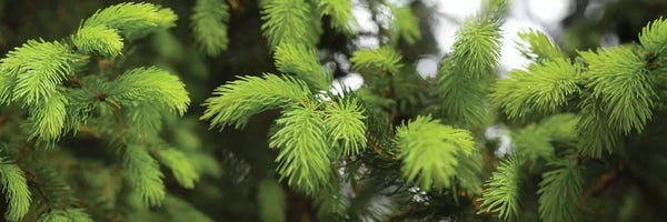 Close-Up Of Spring Conifers Plants