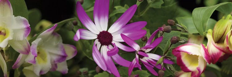 Close-Up Of Springtime Flowers