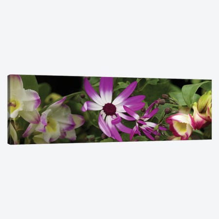 Close-Up Of Springtime Flowers Canvas Print #PIM14537} by Panoramic Images Canvas Artwork