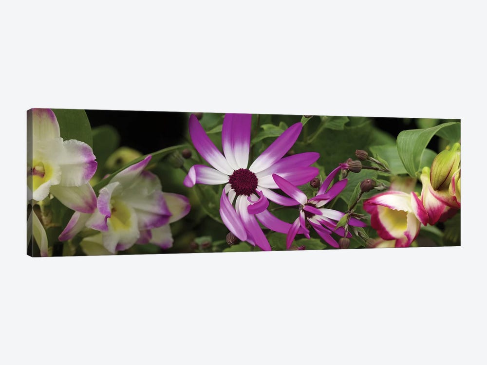 Close-Up Of Springtime Flowers by Panoramic Images 1-piece Canvas Wall Art