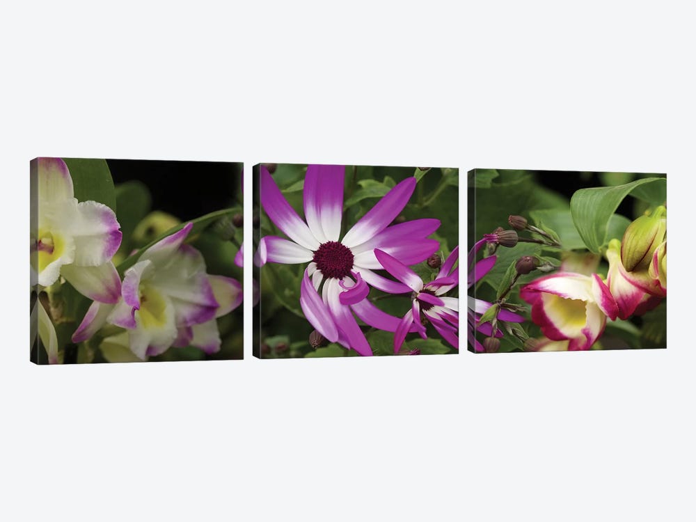 Close-Up Of Springtime Flowers by Panoramic Images 3-piece Canvas Wall Art