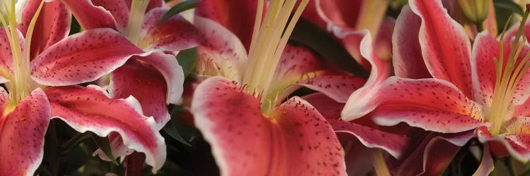 Close-Up Of Stargazer Lily Flowers