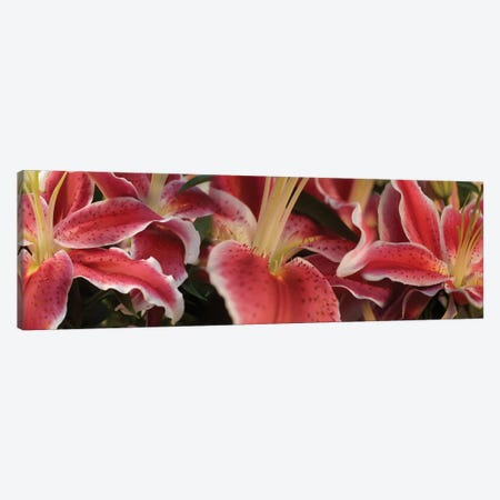 Close-Up Of Stargazer Lily Flowers Canvas Print #PIM14538} by Panoramic Images Canvas Art Print