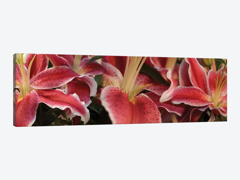 Close-Up Of Stargazer Lily Flowers by Panoramic Images 1-piece Art Print