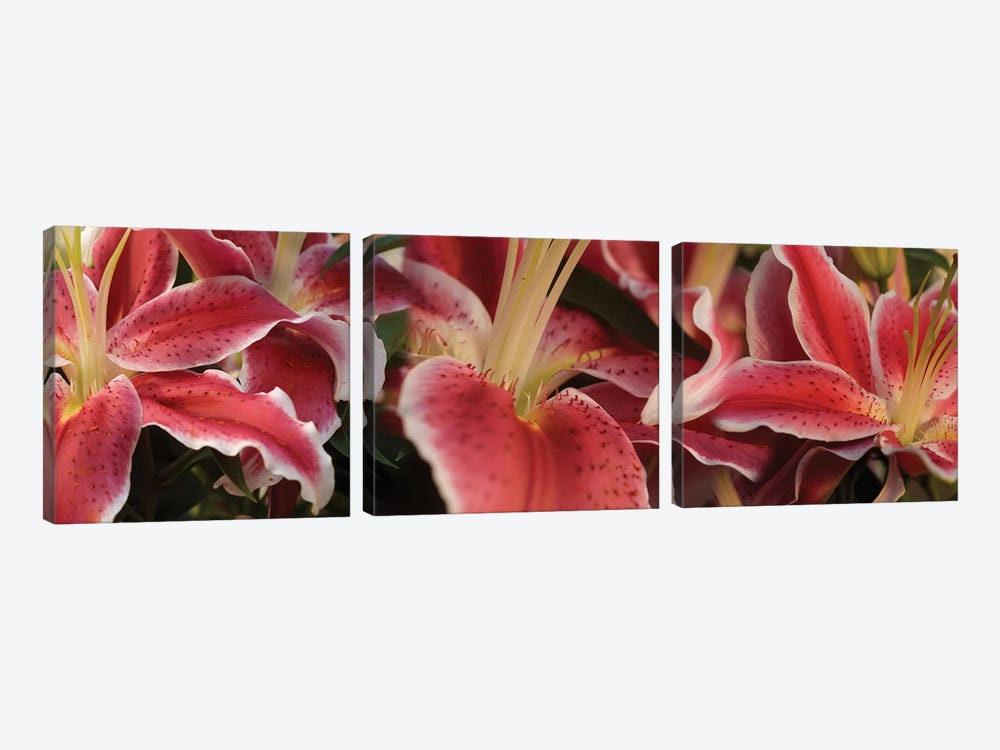 Close-Up Of Stargazer Lily Flowers by Panoramic Images 3-piece Canvas Print