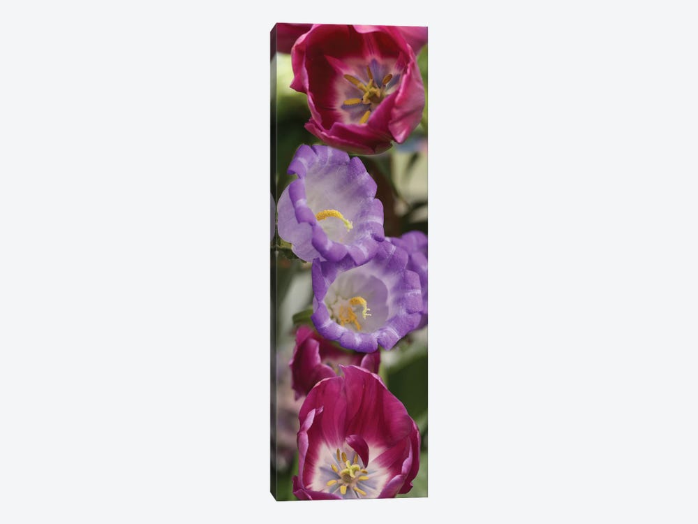 Close-Up Of Tulip Flowers by Panoramic Images 1-piece Canvas Wall Art