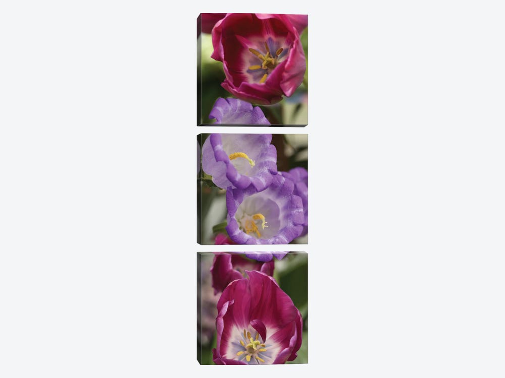 Close-Up Of Tulip Flowers by Panoramic Images 3-piece Canvas Art