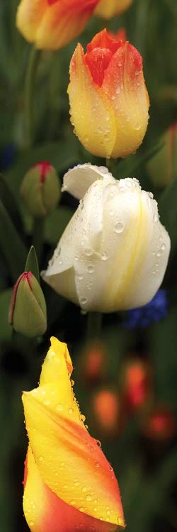 Close-Up Of Tulip Flowers Glowing