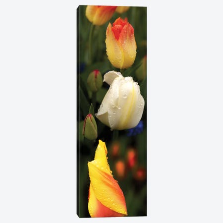 Close-Up Of Tulip Flowers Glowing Canvas Print #PIM14541} by Panoramic Images Canvas Art