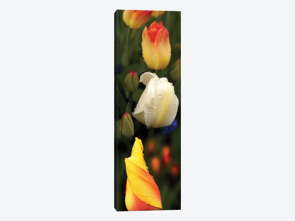Close-Up Of Tulip Flowers Glowing by Panoramic Images 1-piece Canvas Art Print