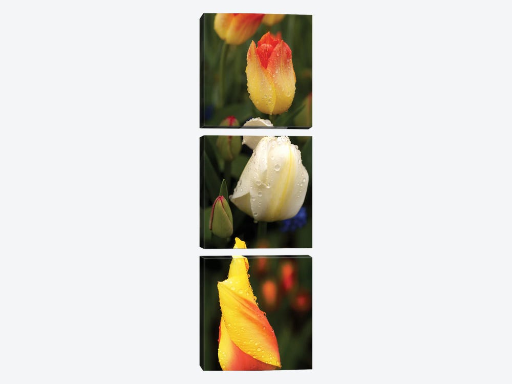 Close-Up Of Tulip Flowers Glowing by Panoramic Images 3-piece Canvas Print