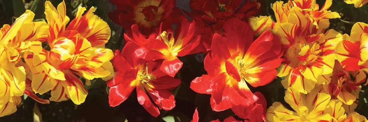 Close-Up Of Vibrant Color Tulip Flowers