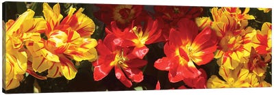 Close-Up Of Vibrant Color Tulip Flowers Canvas Art Print - Tulip Art