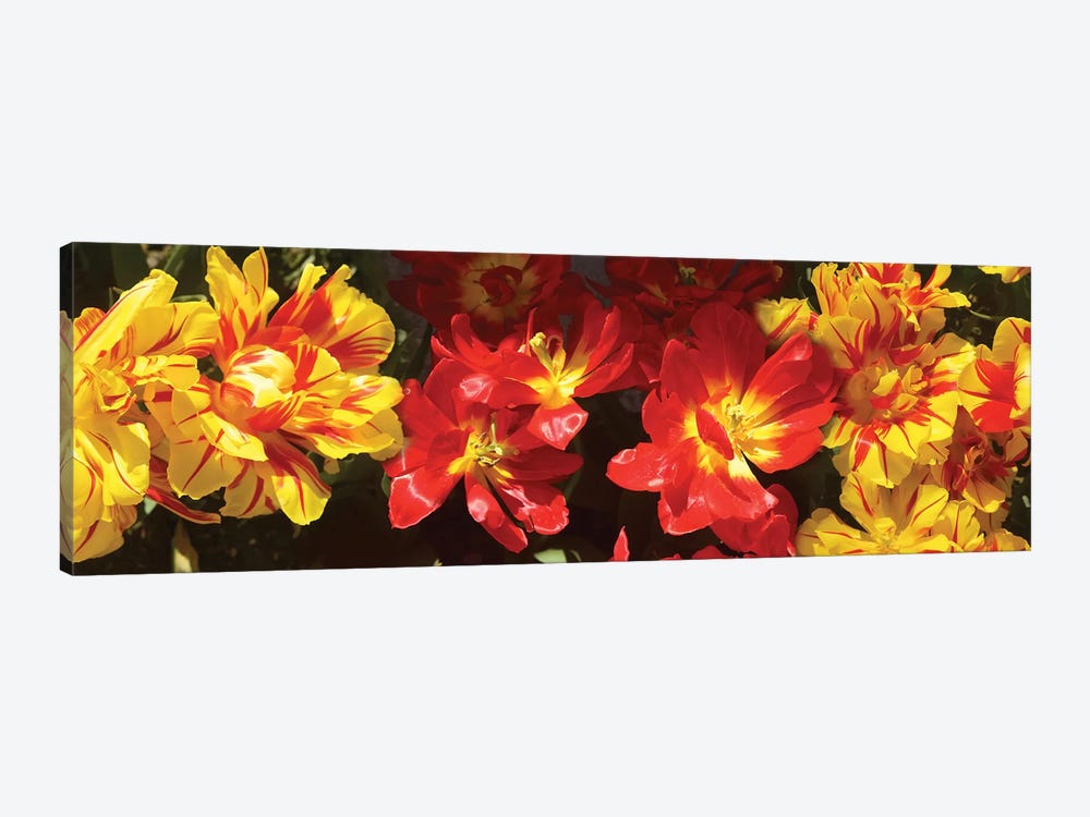 Close-Up Of Vibrant Color Tulip Flowers by Panoramic Images 1-piece Canvas Wall Art