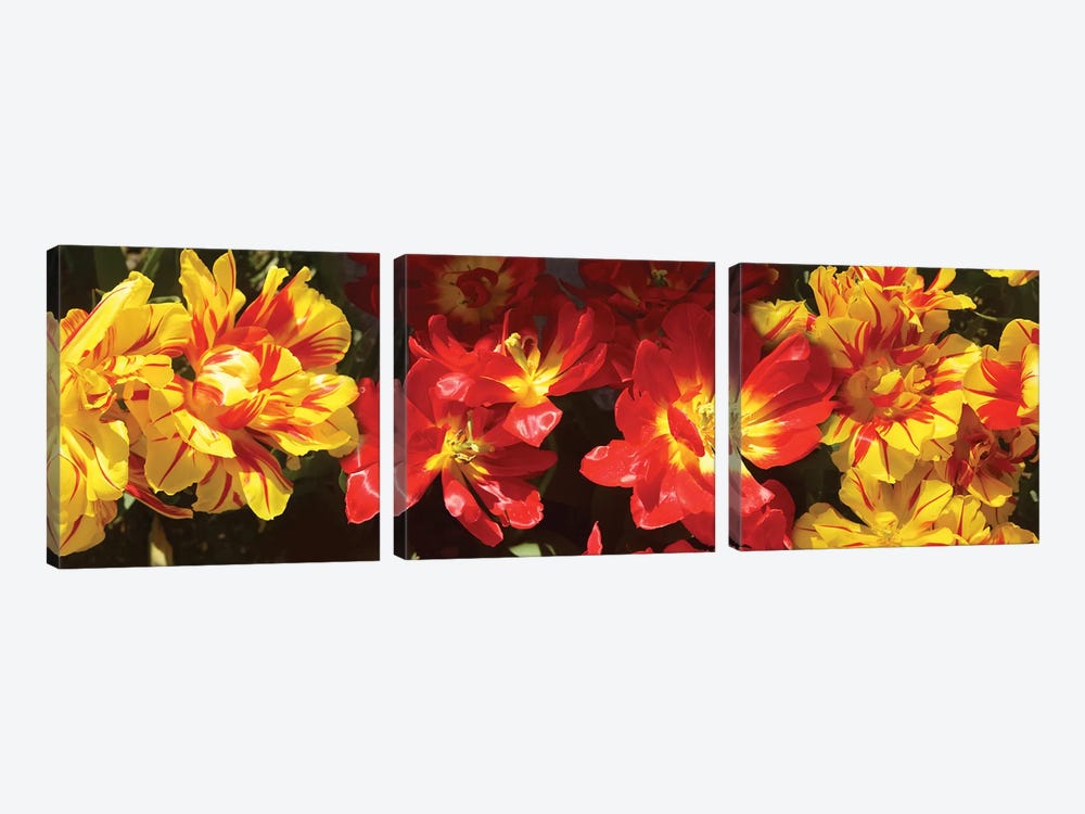 Close-Up Of Vibrant Color Tulip Flowers by Panoramic Images 3-piece Canvas Artwork