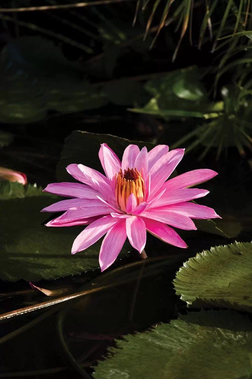Close-Up Of Water Lily Flower, Moorea, Tahiti, French Polynesia I