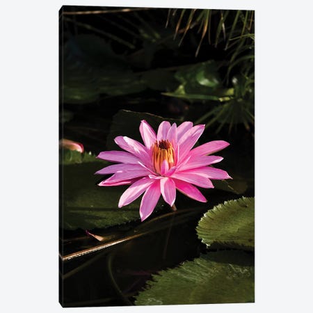 Close-Up Of Water Lily Flower, Moorea, Tahiti, French Polynesia I Canvas Print #PIM14543} by Panoramic Images Canvas Artwork