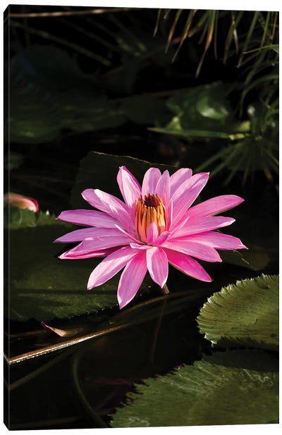 Close-Up Of Water Lily Flower, Moorea, Tahiti, French Polynesia I Canvas Art Print